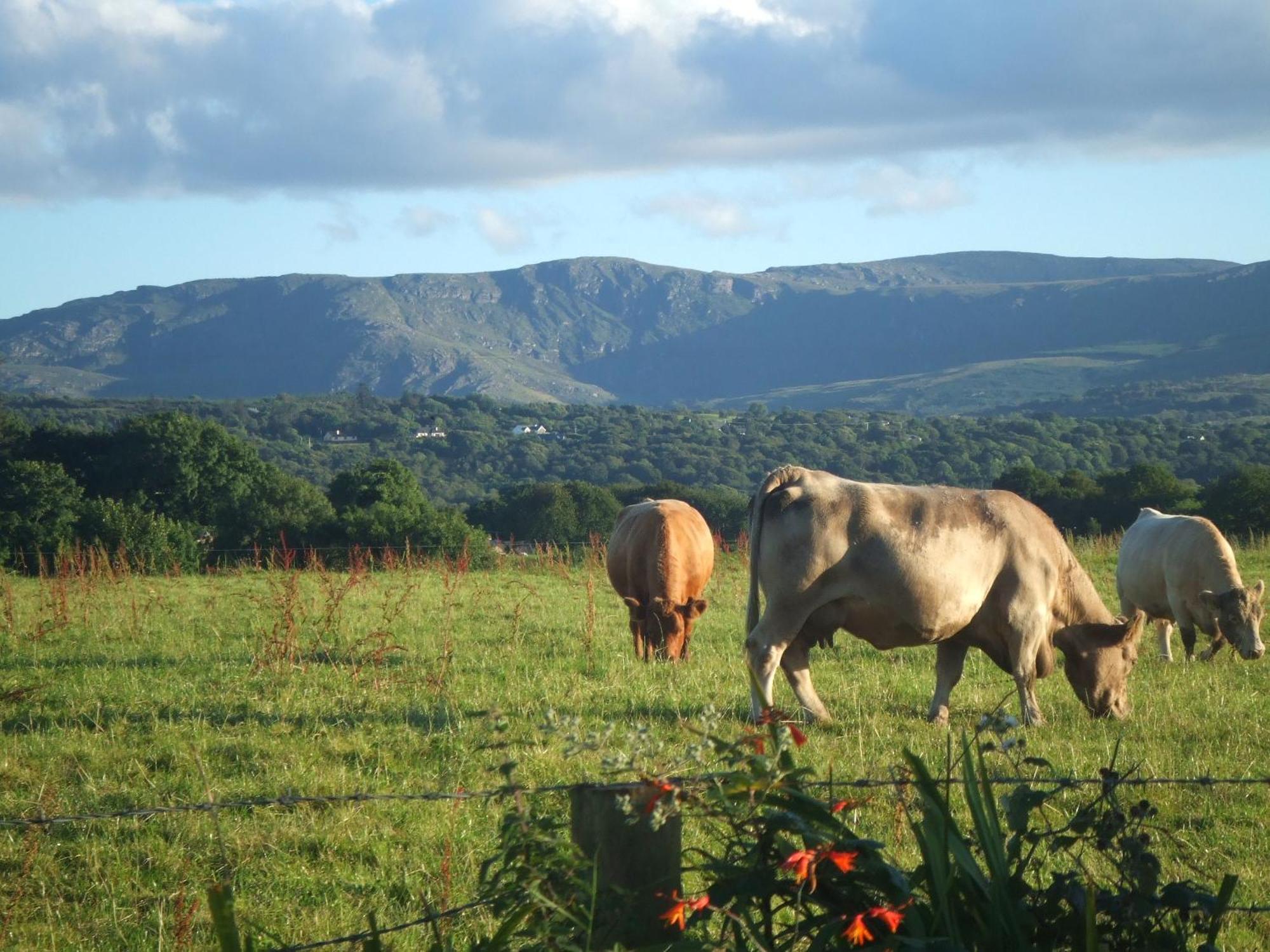 River Meadows B&B Kenmare Exteriör bild